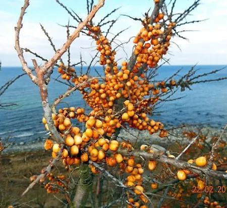 Duene 8 * غلوفي